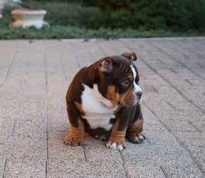 American Bully - 5