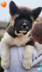 Americká akita (American akita) - 5