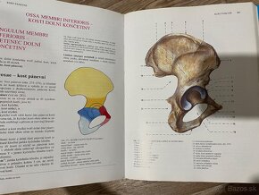 Anatómia Čihák, anatómie 1,2,3 - 5