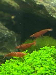 Krevetky Neocaridina Davidi Sakura Red - 5