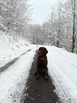 Čokoladovy labrador na krytie. - 5