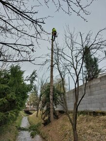 Výškové pílenie stromov výškové práce - 5