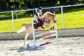 Predam nadherneho pony valacha- do rodiny, do sportu - 5