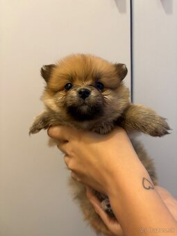 Pomeranian,pomerian - 5