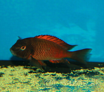 Tropheus moliro - 5