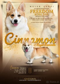 corgi welsh corgi pembroke s pp FCI - 5