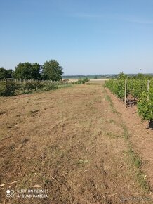 Čistenie pozemkov, vinohradov od náletových drevín - 5