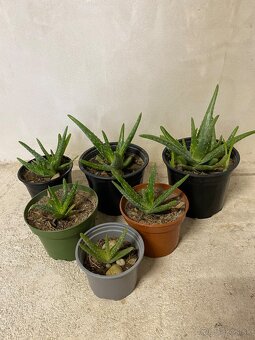 Aloe vera - 5