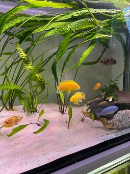 Labidochromis albino yellow - 5