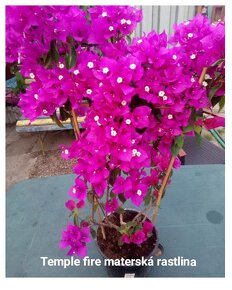 Bougainvillea,( bougainvillea , bugenvilea , bugenvila ) - 5