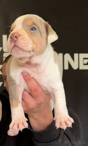 American bully xl, pitbull xxl - 5