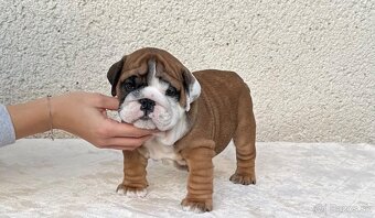 Anglicky Bulldog, buldog, buldok, englische bulldogge - 5