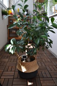 Ficus ginseng 10-15 cm - 5