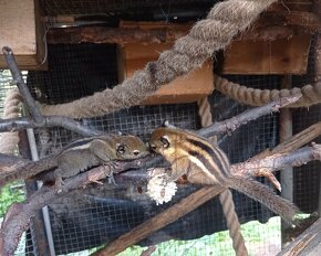 Veverička šedobrucha - 5