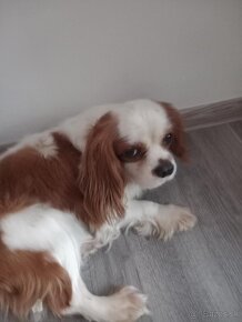 Cavalier king charles - 5