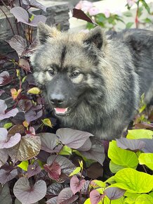 Eurasier s PP na predaj - 5