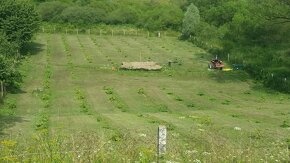 Paulownia vysadte si svoj vlastný les - 5