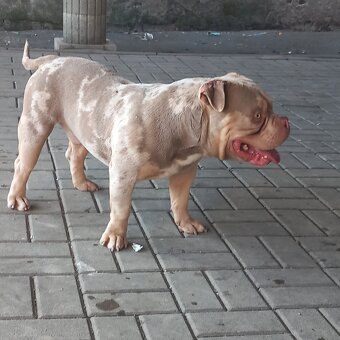 American bully - 5