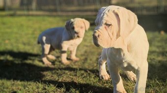 Cane corso - 5