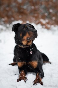 Beauceron - 5