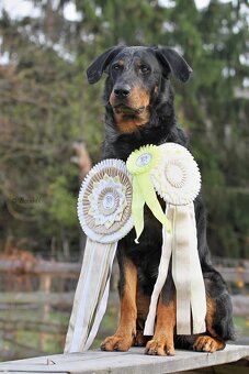 Beauceron - 5