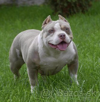 Predám AMERICAN BULLY - 5