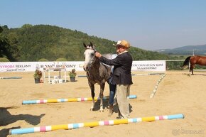 American Paint Horse žrebec 7 panel N/N - 5