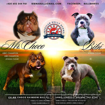 American Bully Pocket ABKC - 5