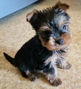 Yorkshire terrier - 5