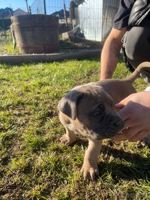 Cane Corso šteniatka - 5