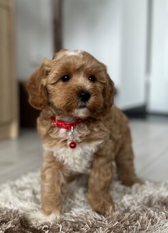 Maltipoo - 5