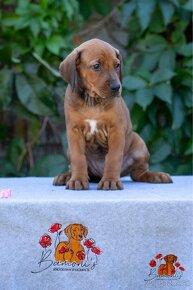 Rhodesian Ridgeback/Rodézsky riďžbek šteniatka s PP - 5