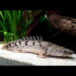 Polypterus, hepsetus odoe - 5