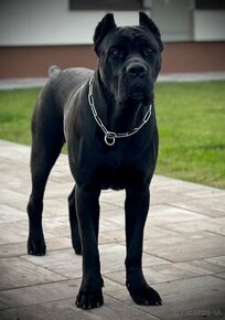 Cane Corso FCI Errant of North - 5