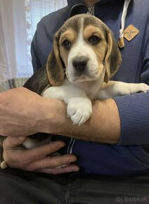 Šteniatka Beagle/Bígl - 5