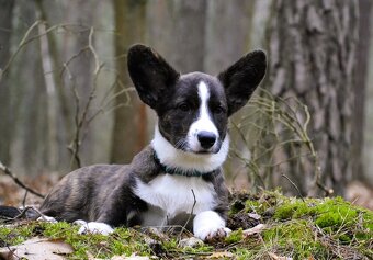 Welsh Corgi Cardigan - Krásný kluk s rodokmenem FCI - 5