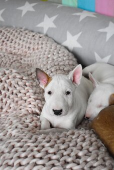 Bullterrier,bulterier standard - 5