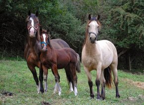 Kobylka Welsh cob D - 5