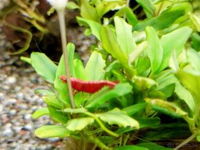 Predám krevetky Neocaridina Red Fire Painted - 5