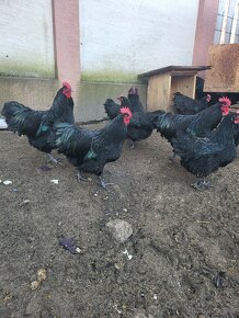 Kohuty australorp - 5