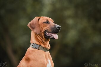 Rodézsky Ridgeback - 5