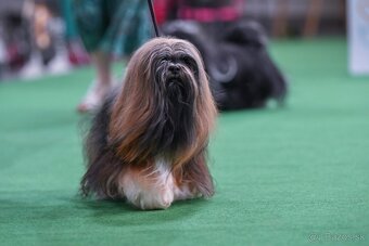 Prodám štěňata Lhasa Apso - 5