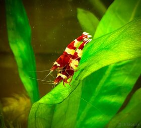 Krevety caridina taiwan bee wine red - 5