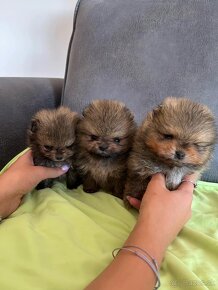 Pomeranian mini - 5