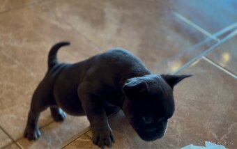 American Bully Micro - 5