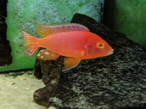 AULONOCARA FIREFISH CORAL RED ALBINO - 5