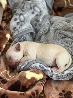 Žlutá štěňátka labradorského retrievera s PP - 5