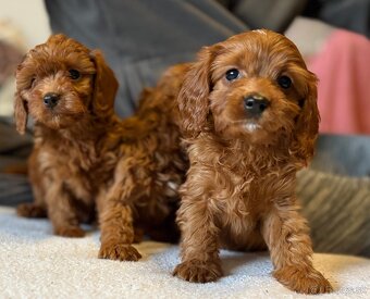 Cavapoo - 5