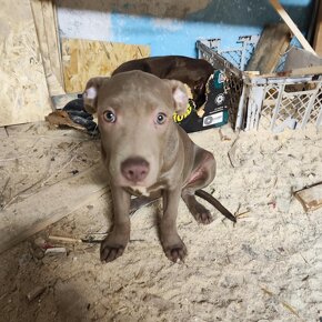 Americký pitbulterier pitbul pitbull silverfawn fenka - 5