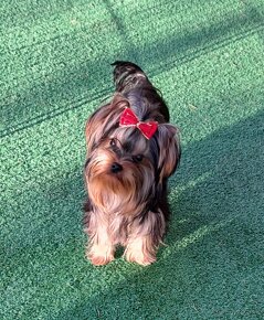 YORKSHIRE TERRIER - 5